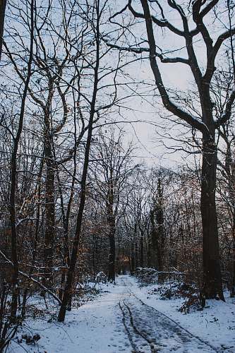tree trunk pathway covered with snow surrounded with bare trees grey